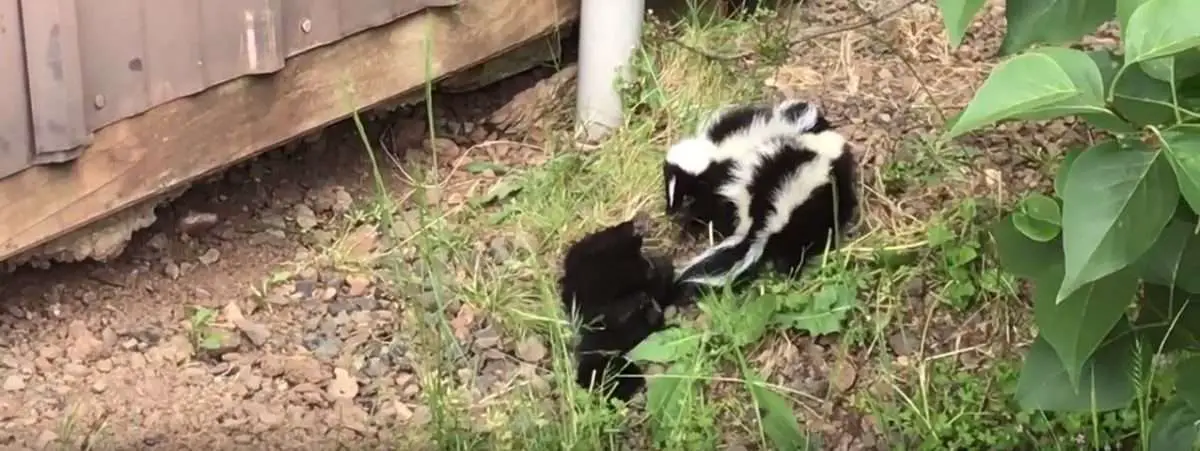 Do skunks come out during the day?