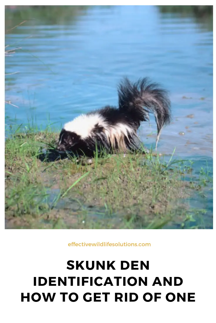 Do Skunks Eat Every Night