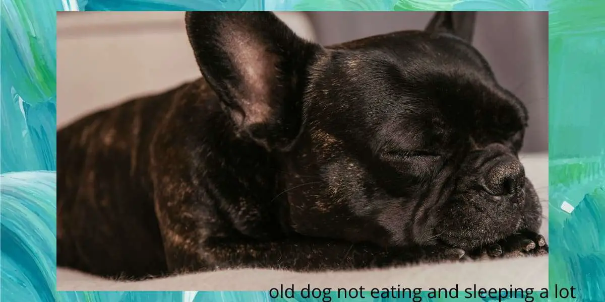 Old dog not eating and sleeping a lot 6 Tips for Keeping ...