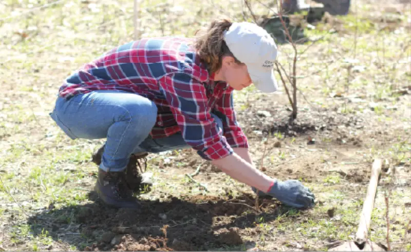 Spring Hill Looking for Volunteers to Help Plant Trees ...